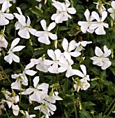 VIOLA CORNUTA ALBA GROUP