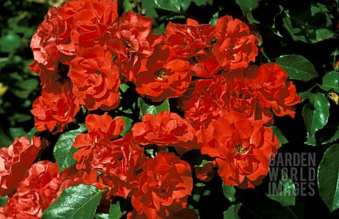 ROSA_LA_SEVILLANA_FLORIBUNDA_GROUND_COVER__ROSE