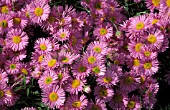 ERIGERON UNITY