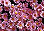 ASTER NOVI BELGII LITTLE PINK BEAUTY