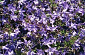 CAMPANULA BLUE WATERFALL