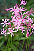 NERINE BOWDENII