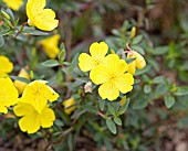 OENOTHERA FRUTICOSA FYRVERKERI