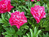 PAEONIA LACTIFLORA AGIDA