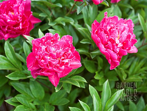 PAEONIA_LACTIFLORA_AGIDA