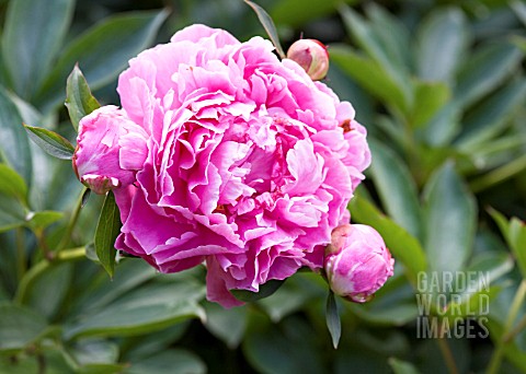 PAEONIA_LACTIFLORA_ALEXANDER_FLEMING