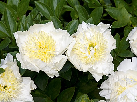 PAEONIA_LACTIFLORA_CHEDDAR_GOLD