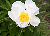 PAEONIA LACTIFLORA KRINKLED WHITE