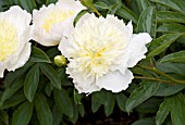 PAEONIA LACTIFLORA HONEY GOLD