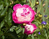 PAEONIA LACTIFLORA SANTA FE