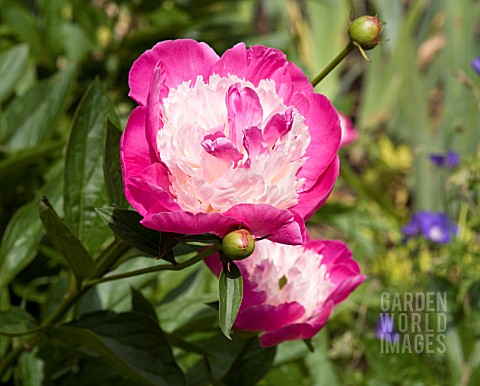 PAEONIA_LACTIFLORA_SANTA_FE