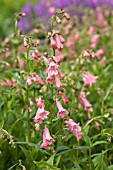 PENSTEMON MACPENNYS PINK