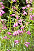 PENSTEMON PAPAL PURPLE X EVELYN