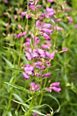 PENSTEMON PAPAL PURPLE X EVELYN