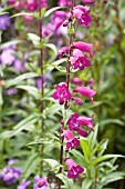 PENSTEMON RICH PURPLE