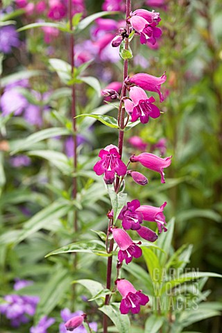 PENSTEMON_RICH_PURPLE