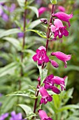 PENSTEMON RICH PURPLE