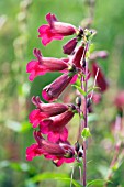 PENSTEMON RICH RUBY