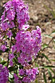 PHLOX MACULATA ROSALINDE