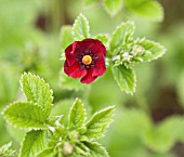 POTENTILLA ETNA