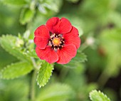 POTENTILLA FLAMENCO