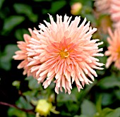 DAHLIA ZUSTER CLARENTINE