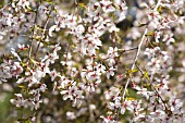 PRUNUS INCISA SHIDARE