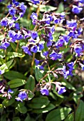 PULMONARIA BLUE ENSIGN