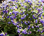 PULMONARIA ANGUSTIFOLIA ROYAL BLUE