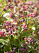 PULMONARIA SACCHARATA LEOPARD