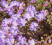 RHODODENDRON BLUE DIAMOND