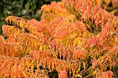 RHUS TYPHINA LACIANATA - AUTUMN COLOURS