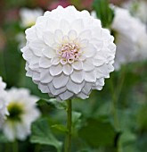 DAHLIA HAPET 2005-12