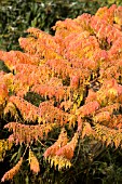 RHUS TYPHINA LACIANATA - AUTUMN COLOURS