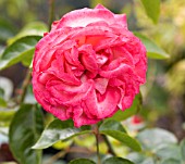 ROSA ANTIQUE