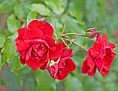 ROSA CRIMSON DESCANT