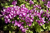 PRIMULA SIEBOLDII GEISHA GIRL