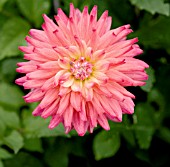 DAHLIA PRINCESS ROYAL