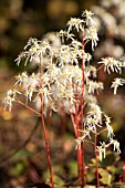 SAXIFRAGA FORTUNEI RUBRIFOLIA