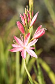 SCHIZOSTYLIS COCCINEA NOVEMBER CHEER