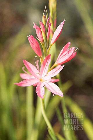 SCHIZOSTYLIS_COCCINEA_NOVEMBER_CHEER