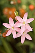 SCHIZOSTYLIS COCCINEA MAIDENS BLUSH