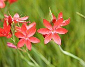 SCHIZOSTYLIS COCCINEA MAJOR