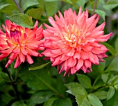 DAHLIA PRINCESS ROYAL