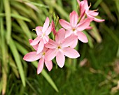 SCHIZOSTYLIS COCCINEA SALMON CHARM