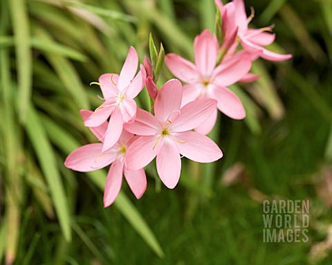 SCHIZOSTYLIS_COCCINEA_SALMON_CHARM