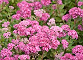 SEDUM CARL