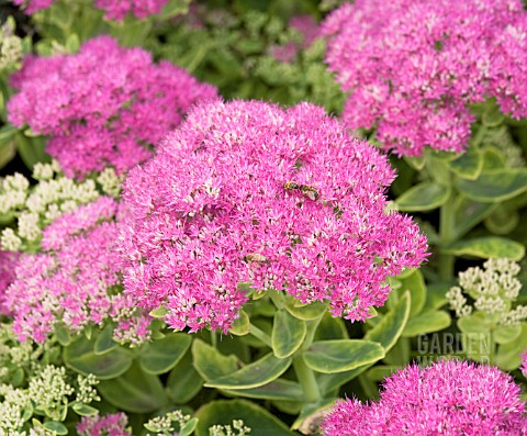 SEDUM_SPECTABILE