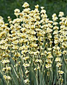 SISYRINCHIUM STRIATUM AUNT MAY