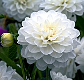 DAHLIA TINKERS WHITE